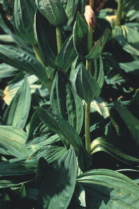 Fight Hepatitis C with Holistic Herbs Image